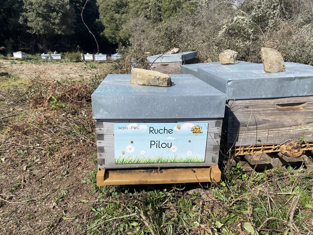 La ruche Pilou