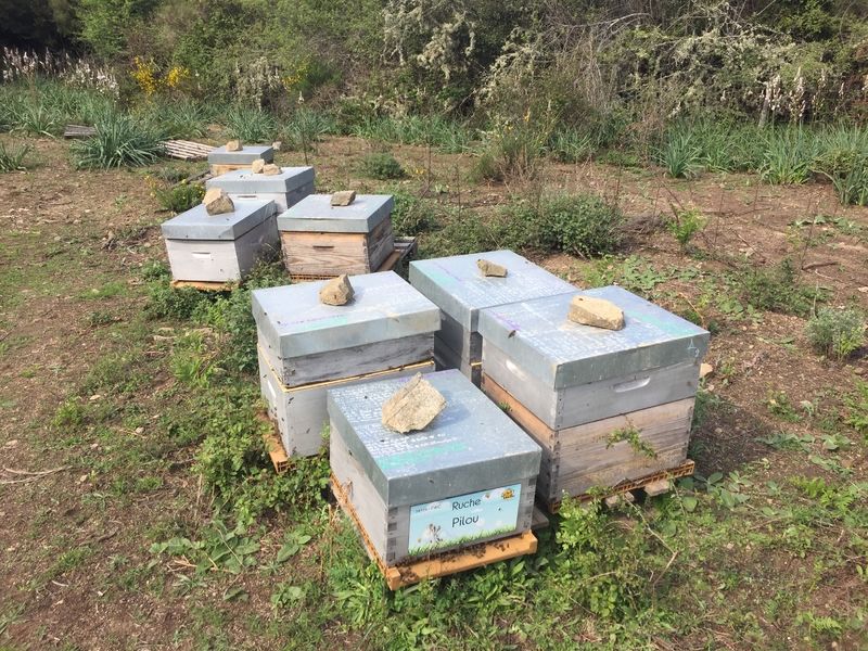 La ruche Pilou