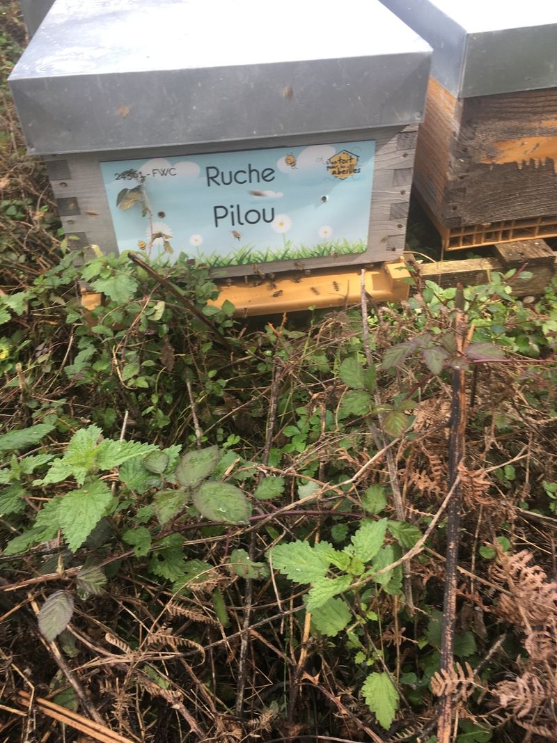 La ruche Pilou
