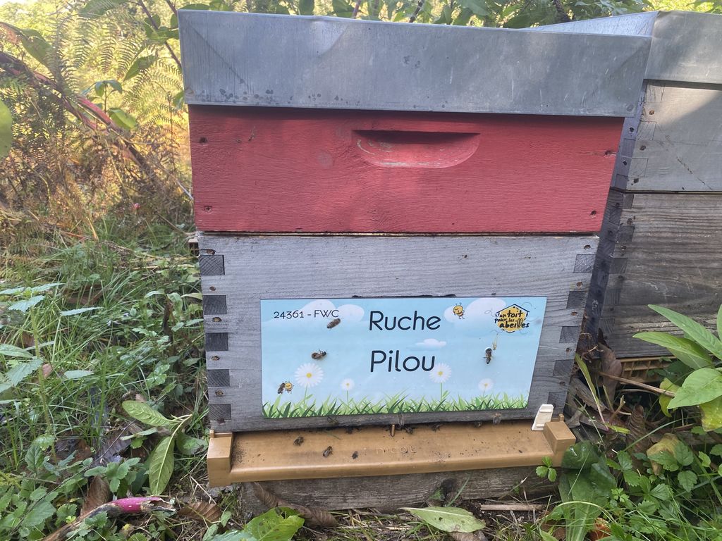 La ruche Pilou