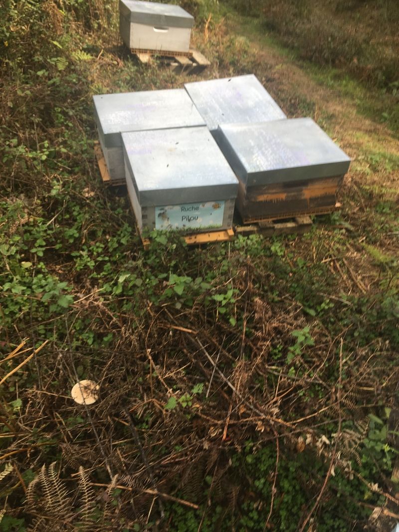 La ruche Pilou