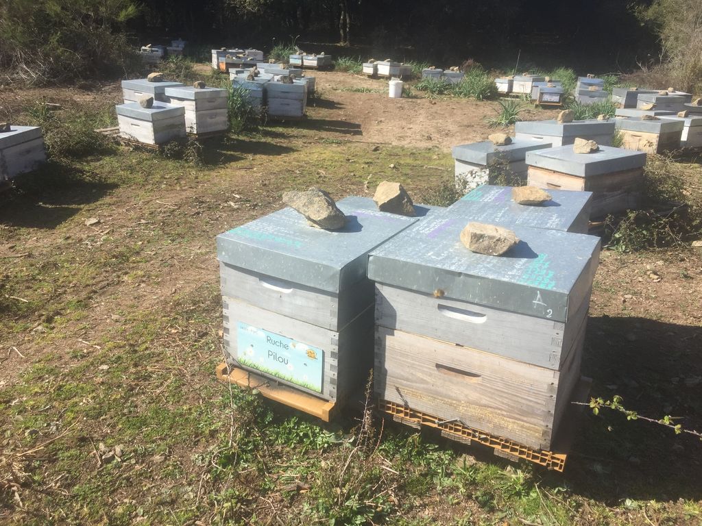 La ruche Pilou