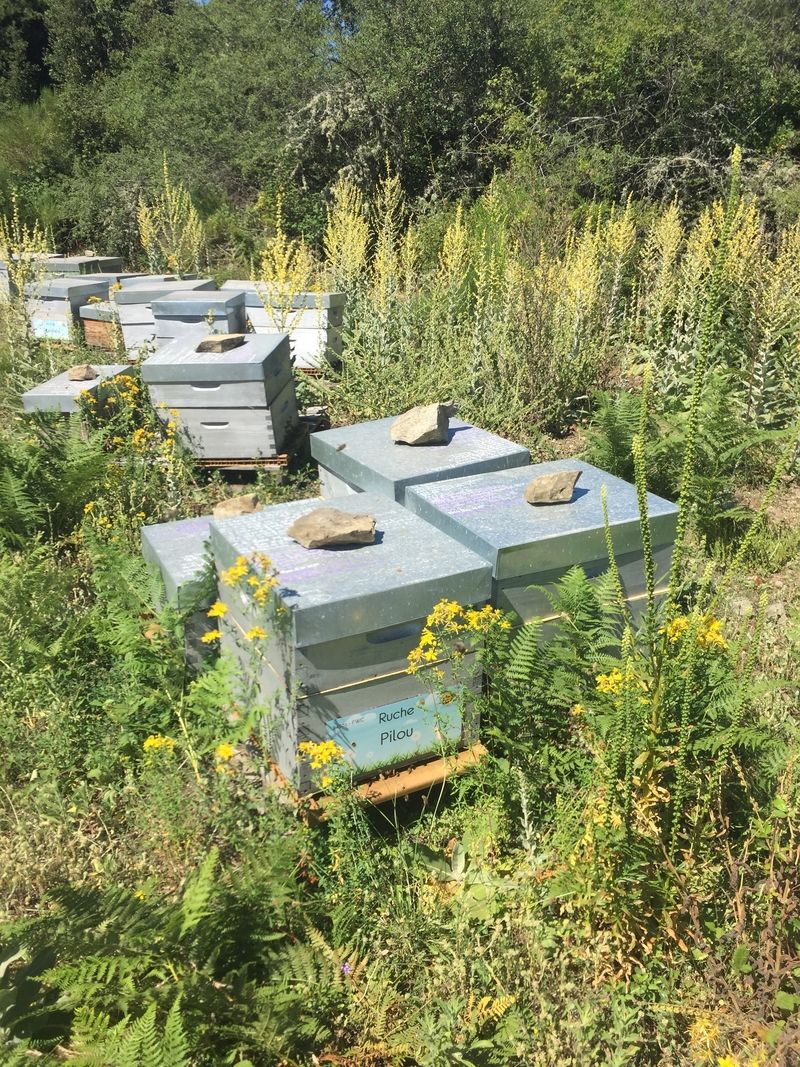 La ruche Pilou