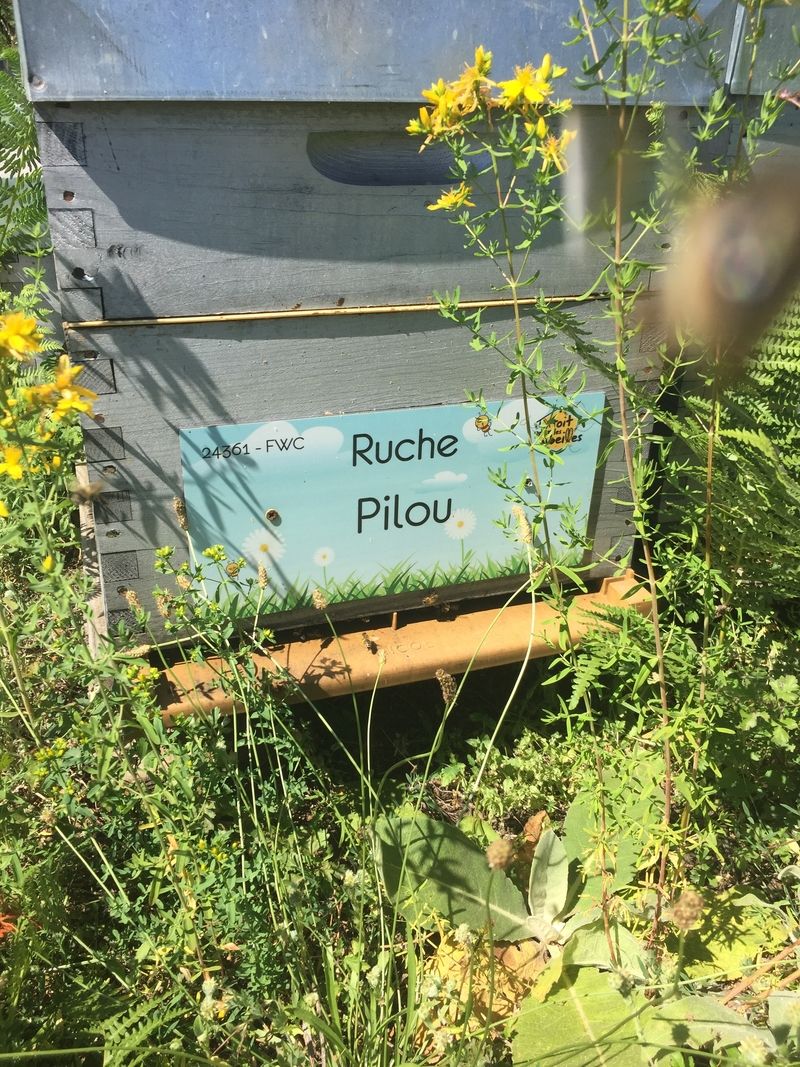 La ruche Pilou