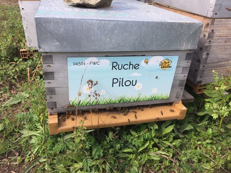 La ruche Pilou