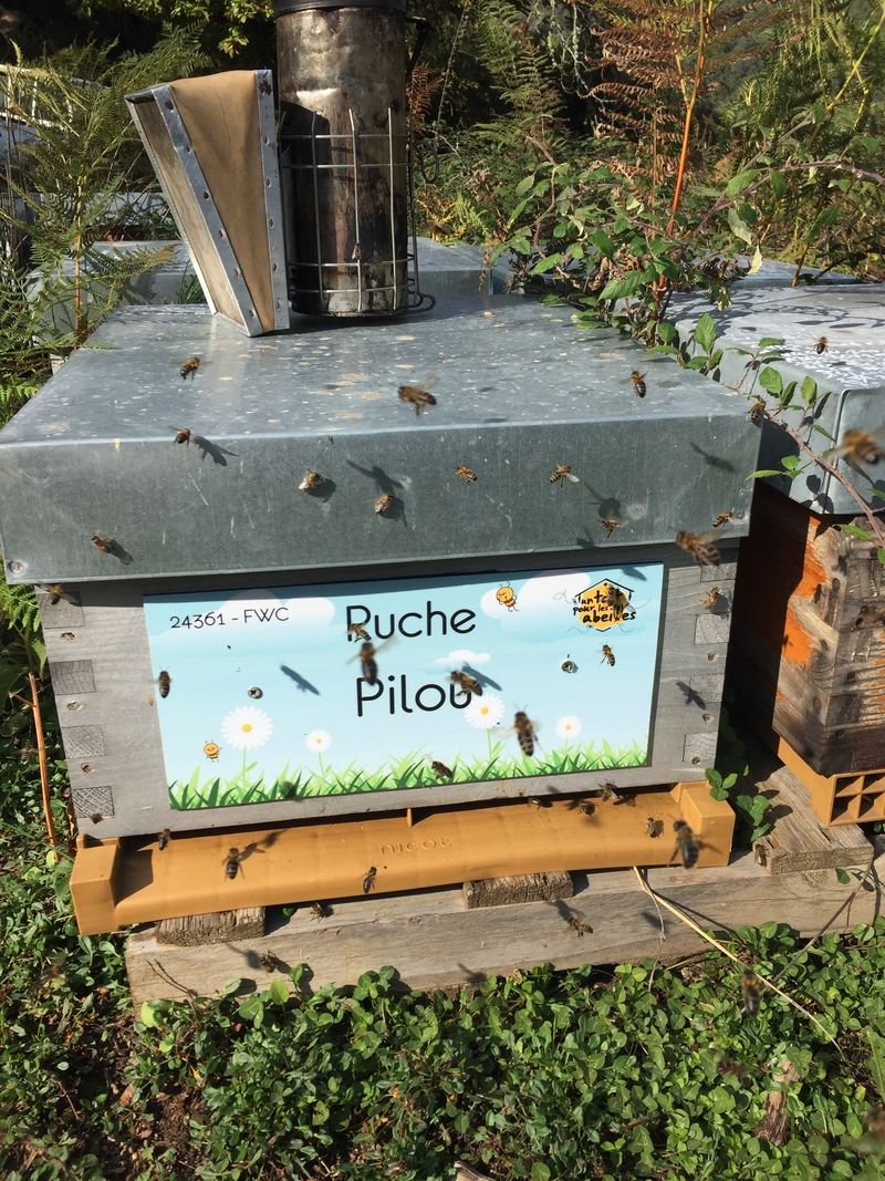 La ruche Pilou