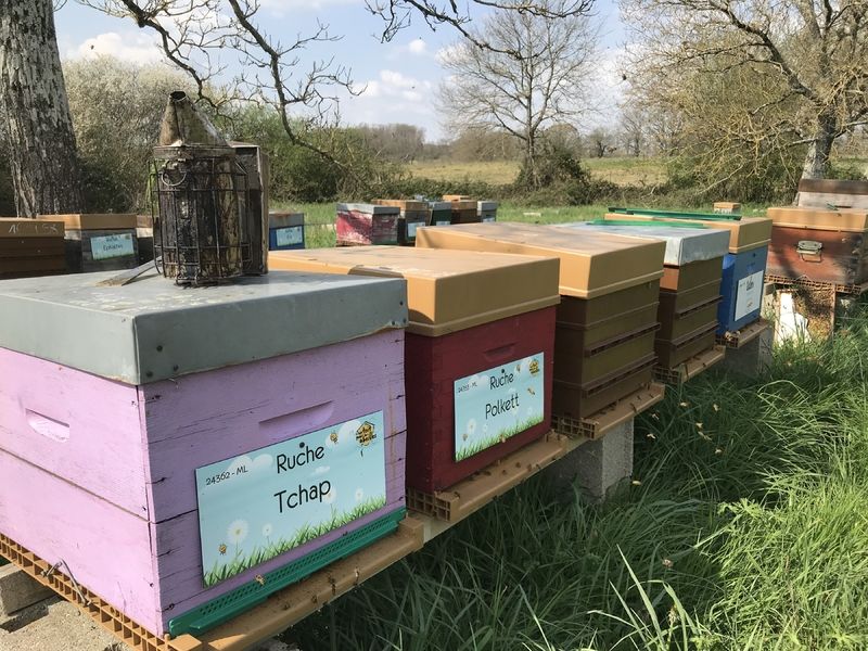 La ruche Tchap