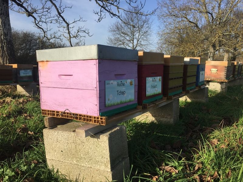 La ruche Tchap