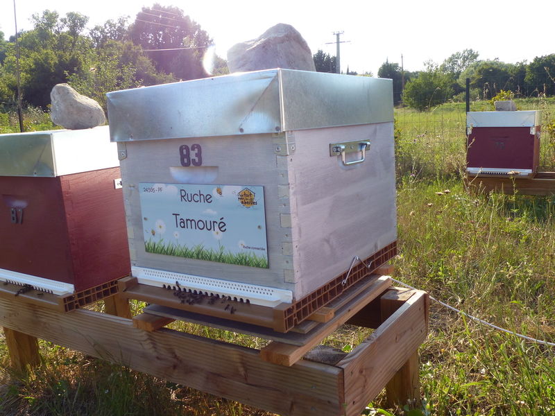 La ruche Tamouré