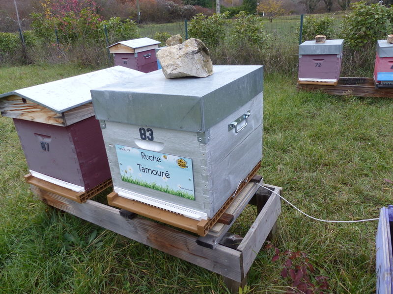 La ruche Tamouré