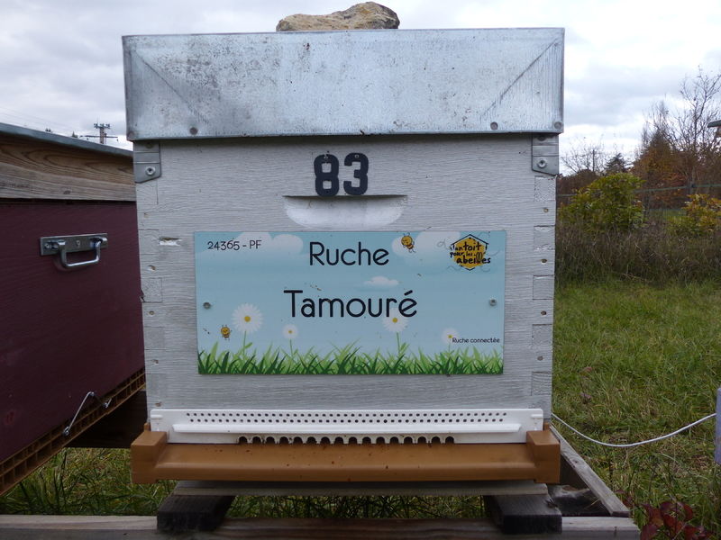 La ruche Tamouré