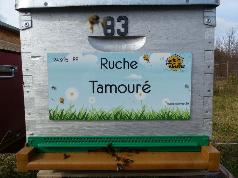 La ruche Tamouré