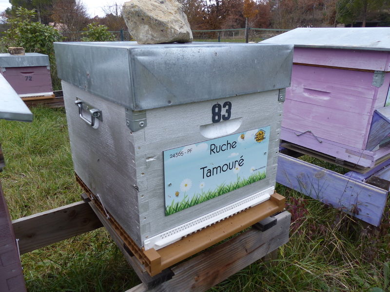 La ruche Tamouré