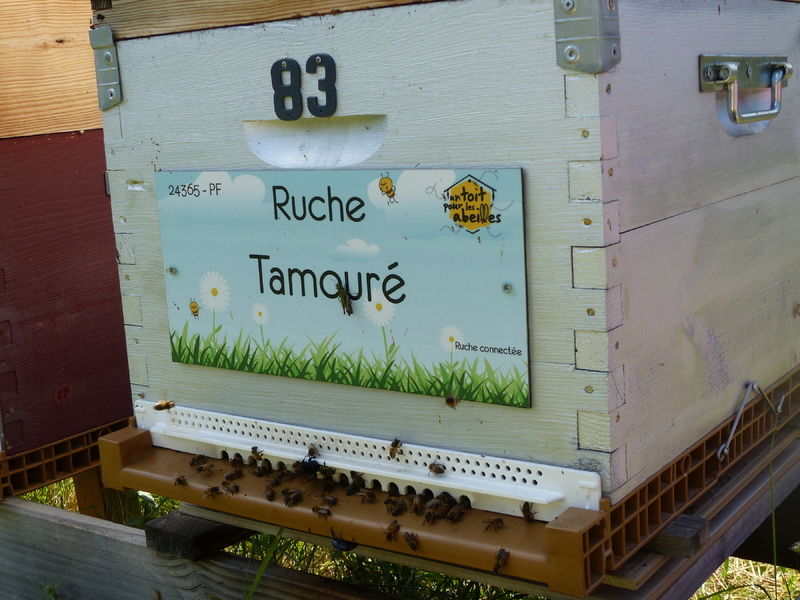 La ruche Tamouré