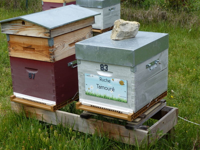La ruche Tamouré
