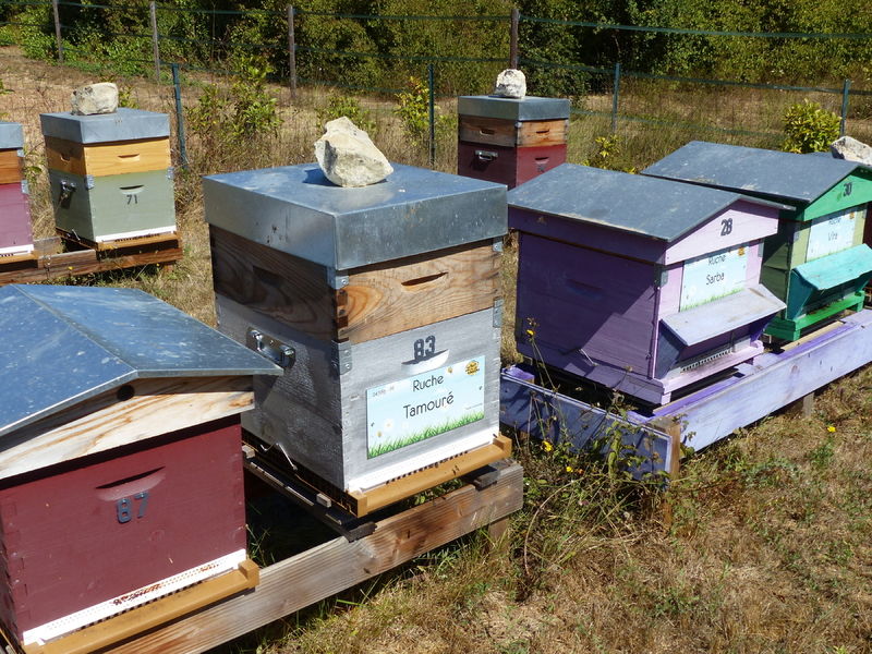 La ruche Tamouré