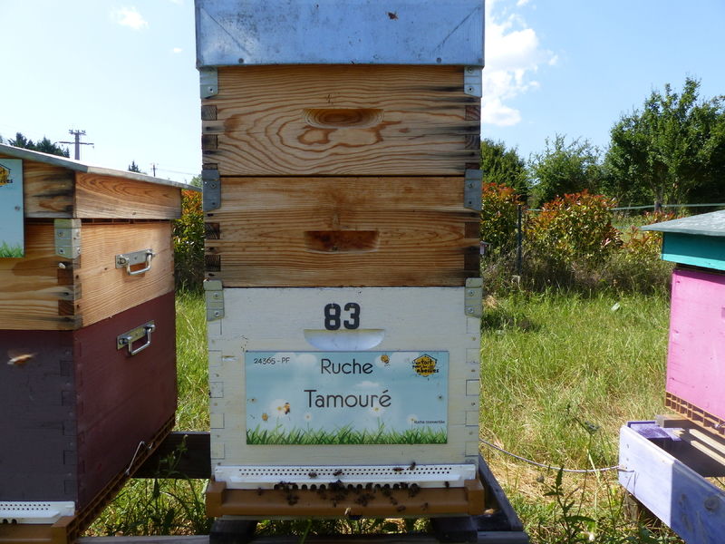 La ruche Tamouré