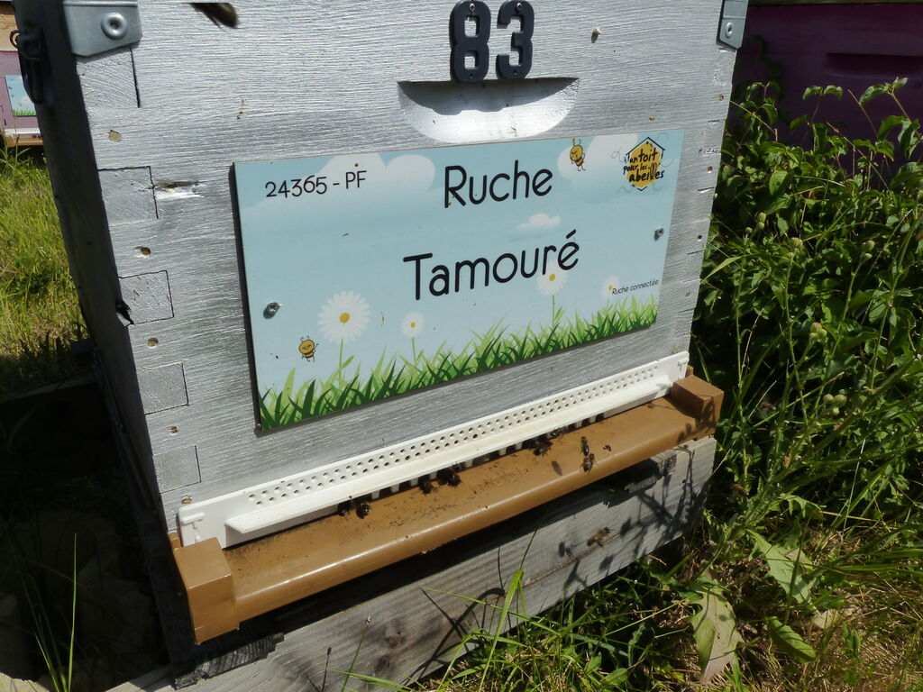 La ruche Tamouré