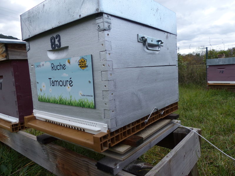 La ruche Tamouré
