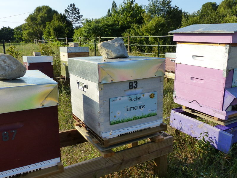 La ruche Tamouré