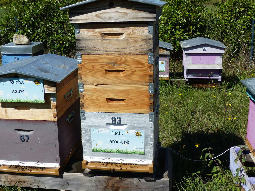 La ruche Tamouré