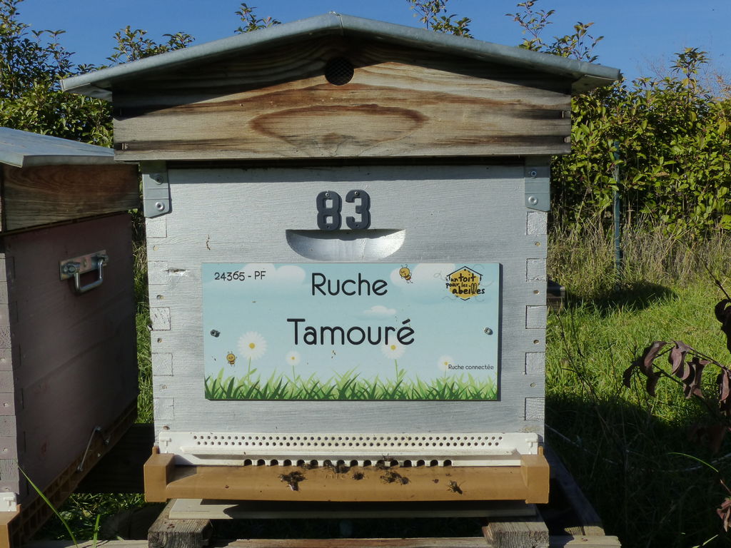 La ruche Tamouré