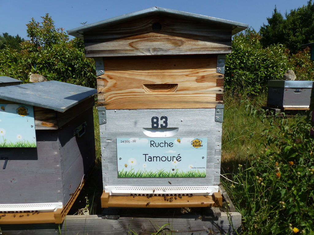 La ruche Tamouré