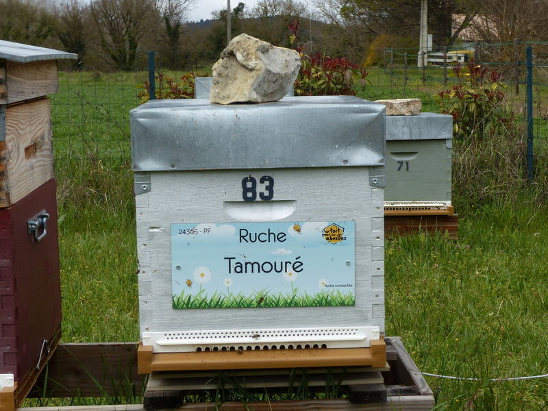 La ruche Tamouré