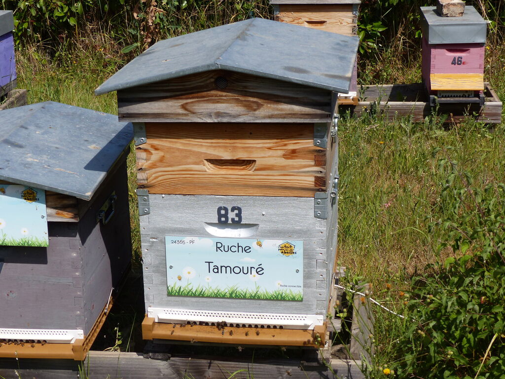 La ruche Tamouré