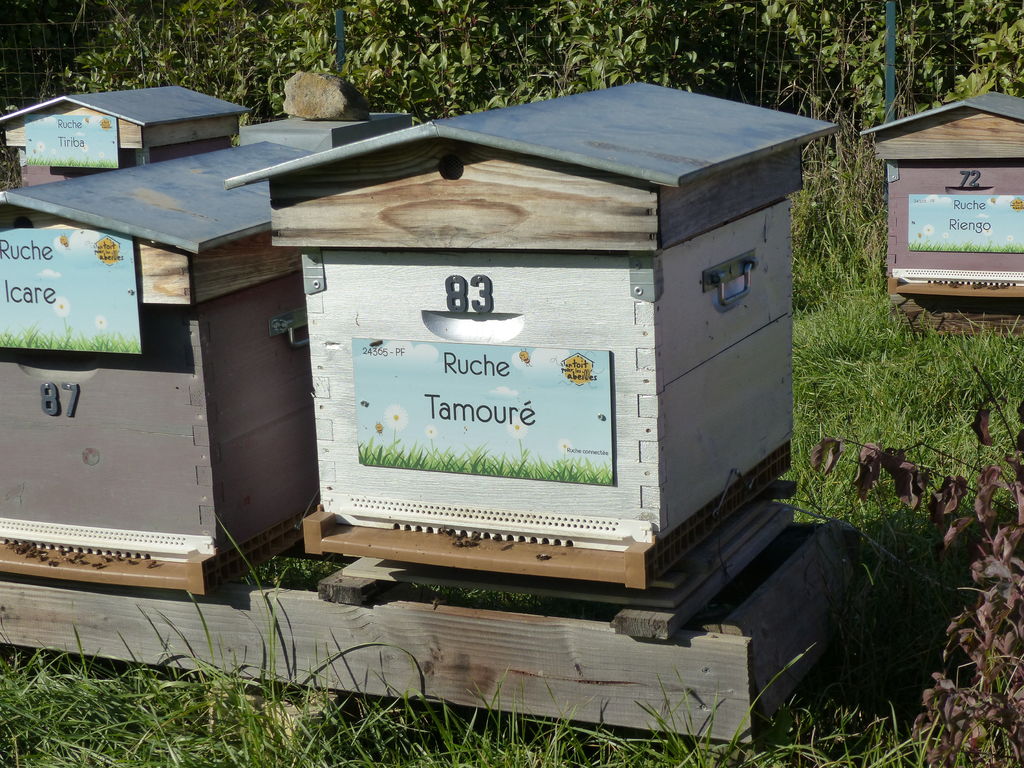 La ruche Tamouré