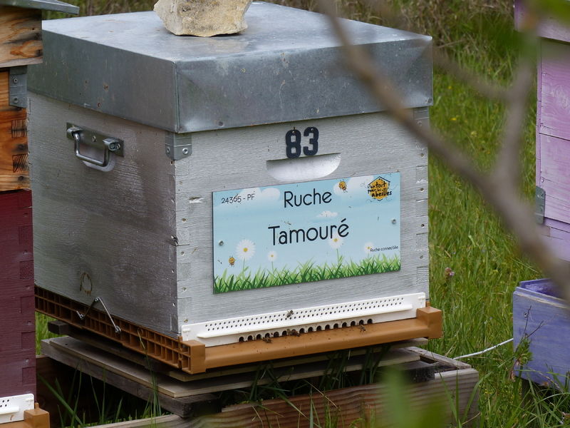 La ruche Tamouré