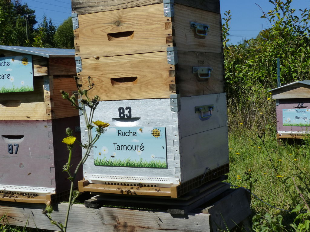 La ruche Tamouré