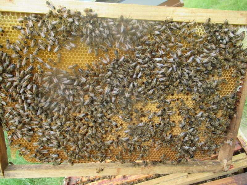 La ruche SENCROP