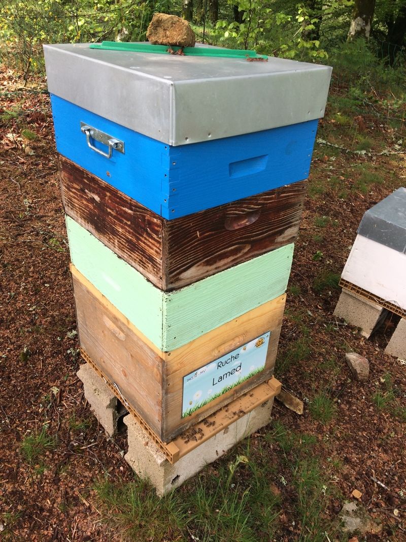 La ruche Lamed