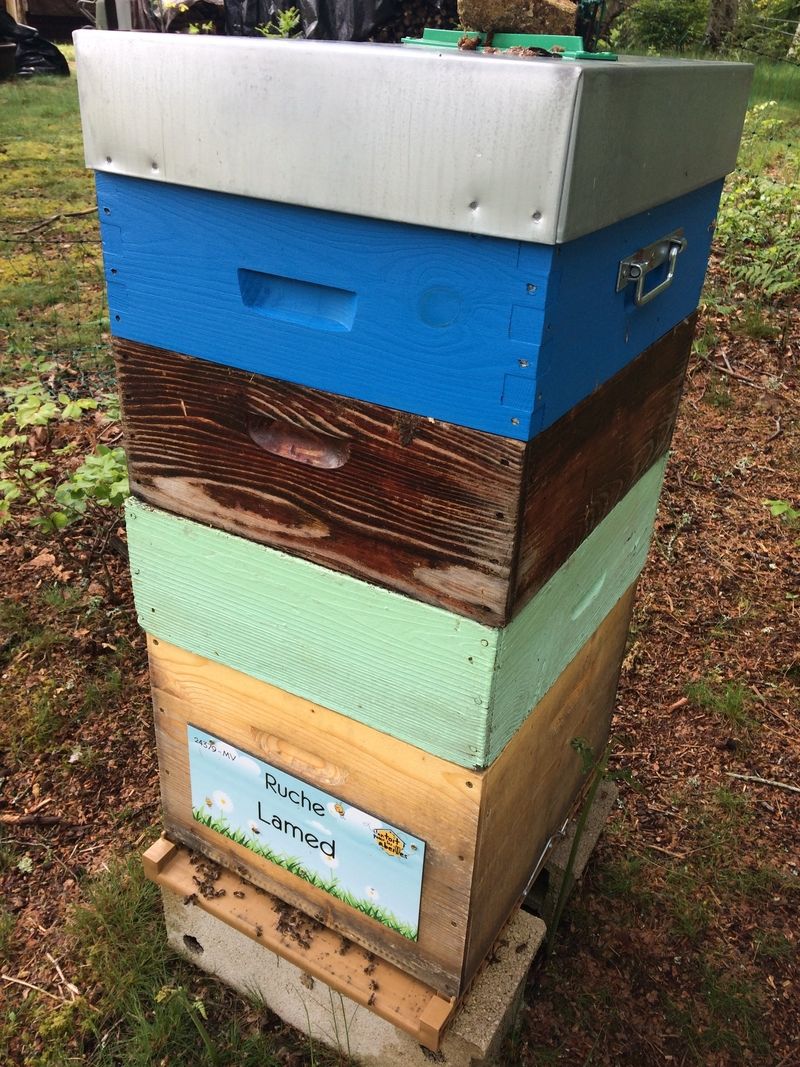 La ruche Lamed