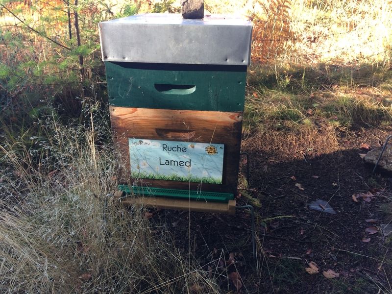 La ruche Lamed