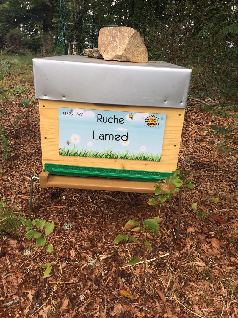 La ruche