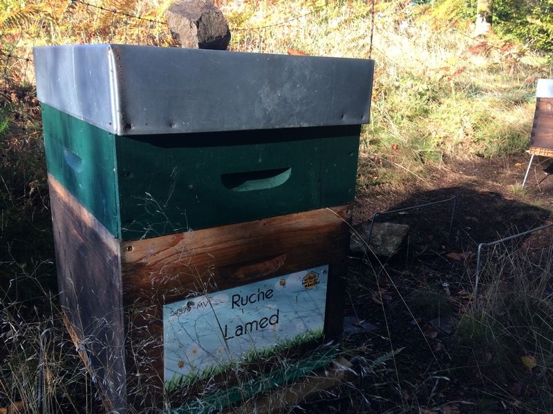 La ruche Lamed