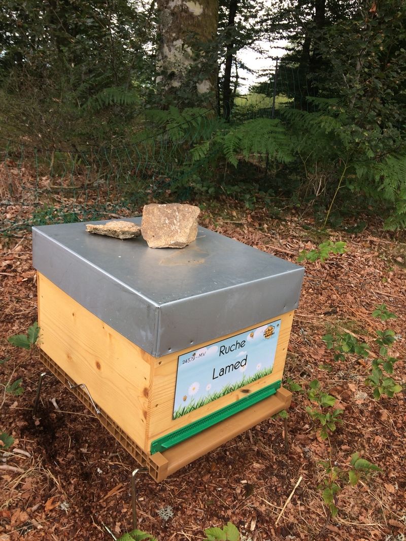 La ruche Lamed
