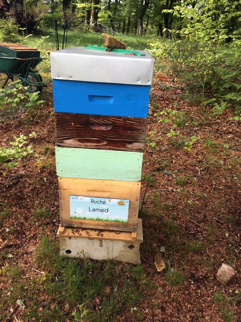 La ruche Lamed
