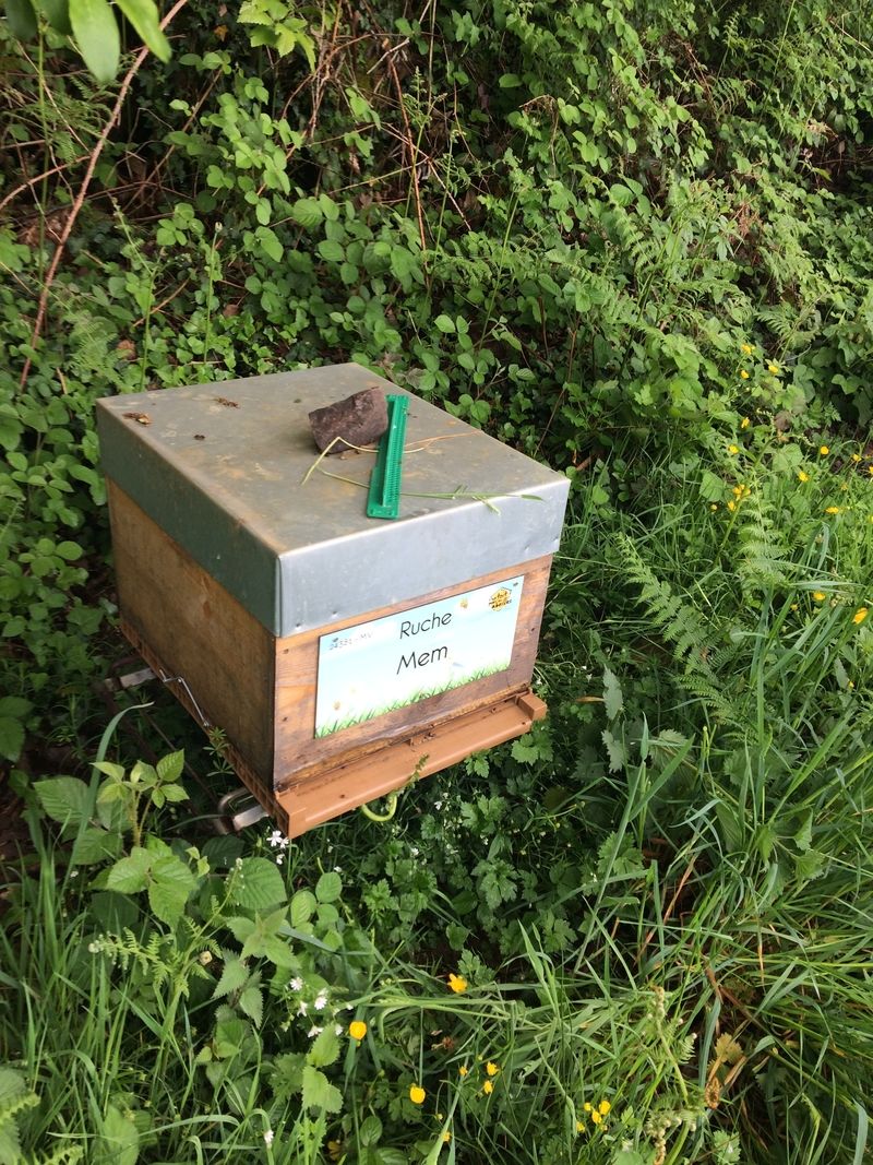 La ruche Mem