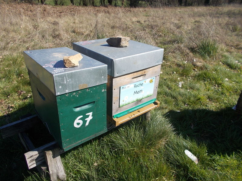 La ruche Mem