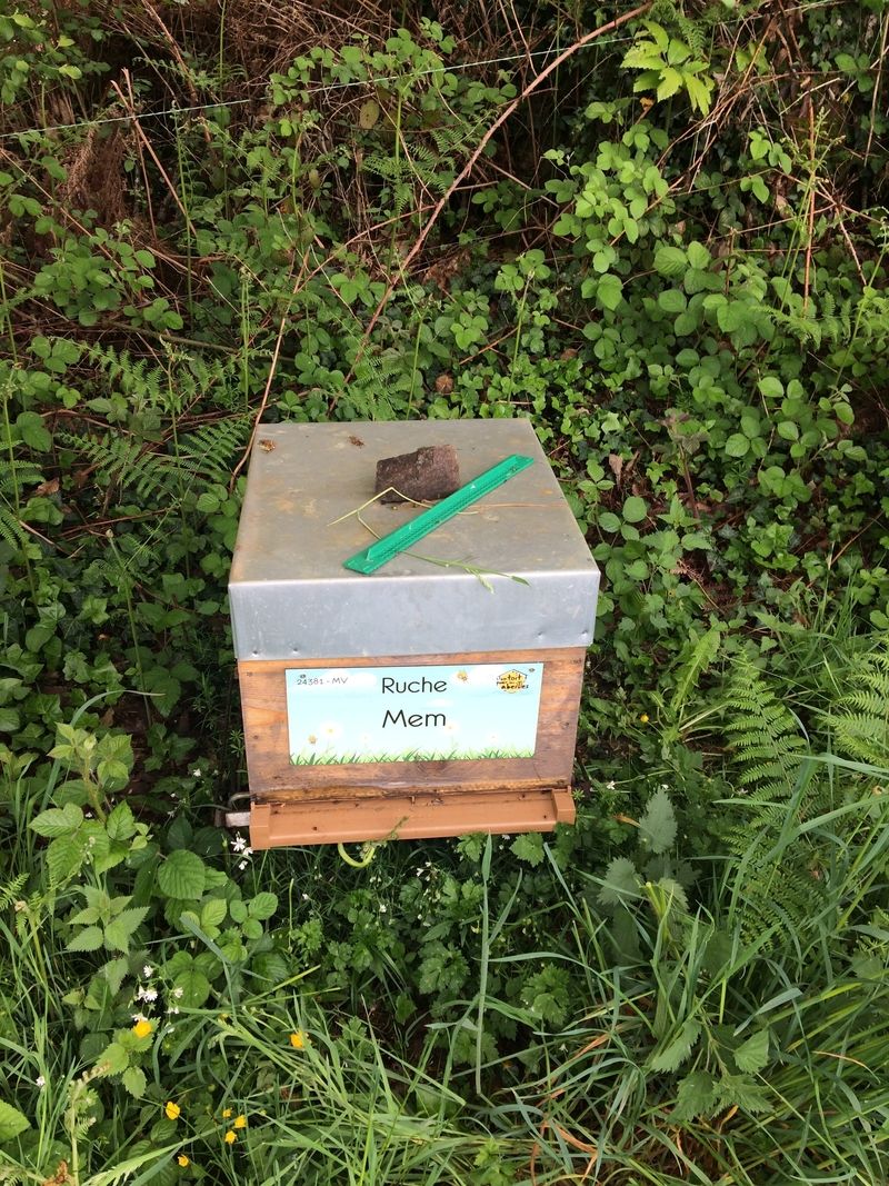 La ruche Mem