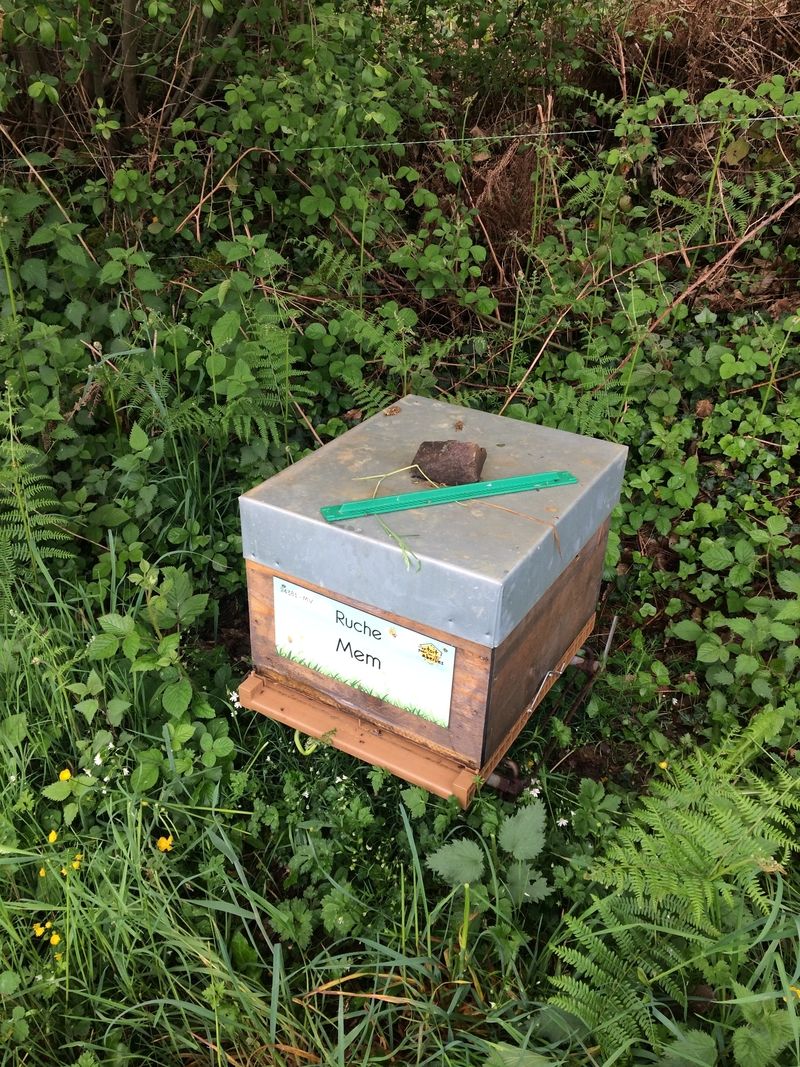 La ruche Mem