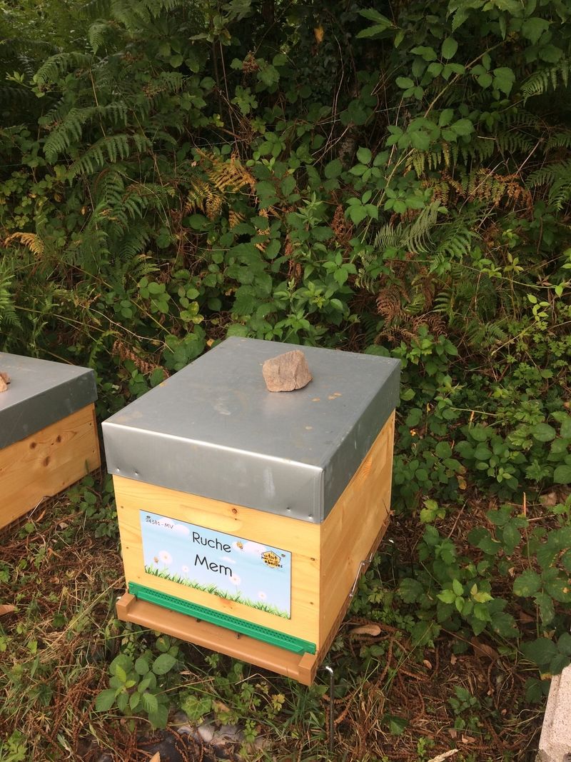 La ruche Mem