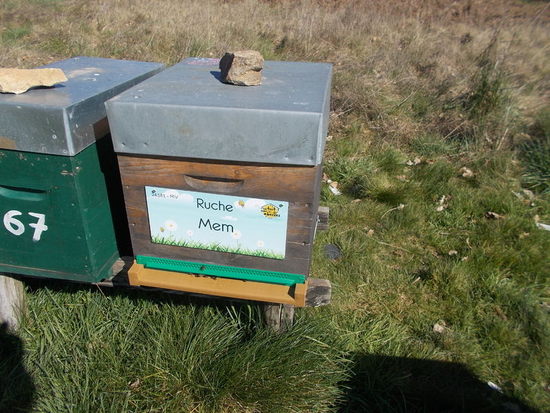 La ruche