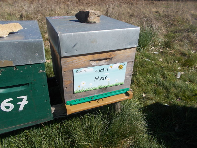 La ruche Mem
