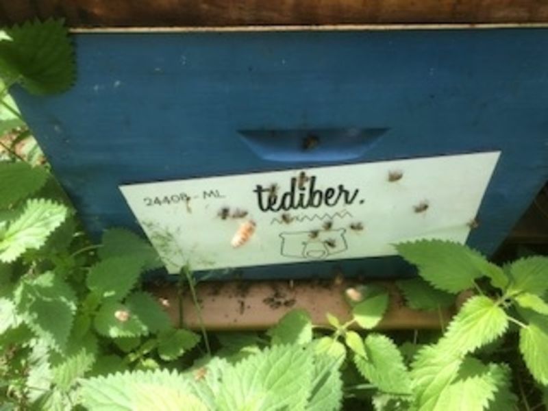 La ruche TEDIBER