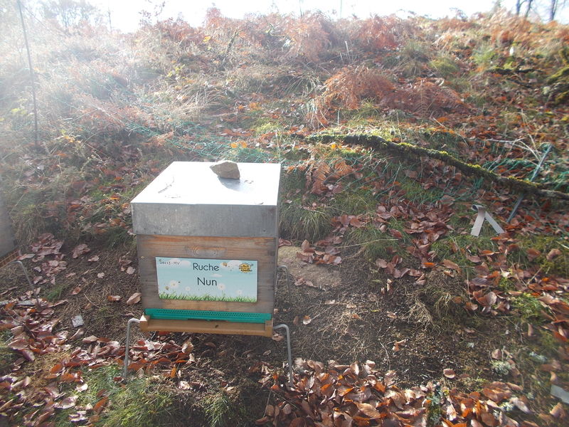 La ruche Nun