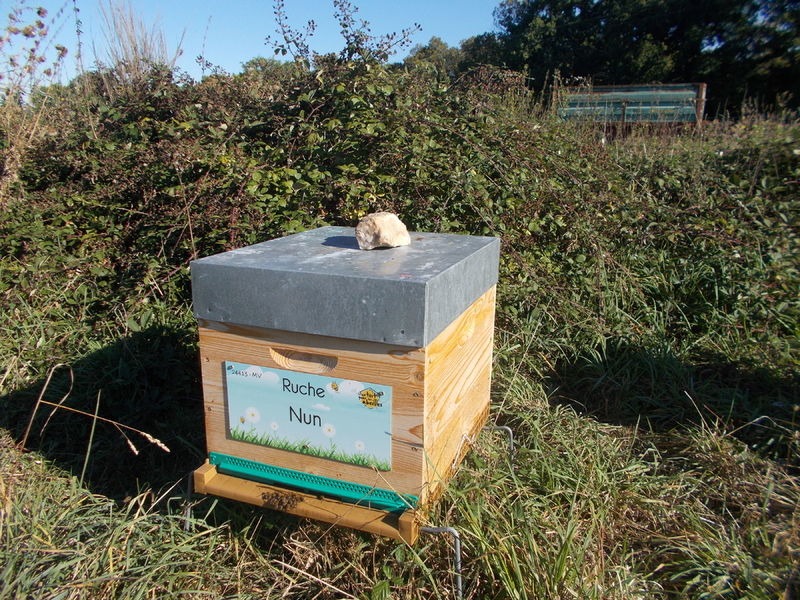 La ruche Nun